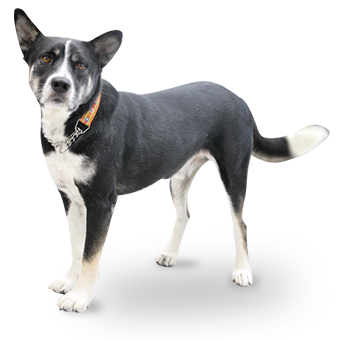犬