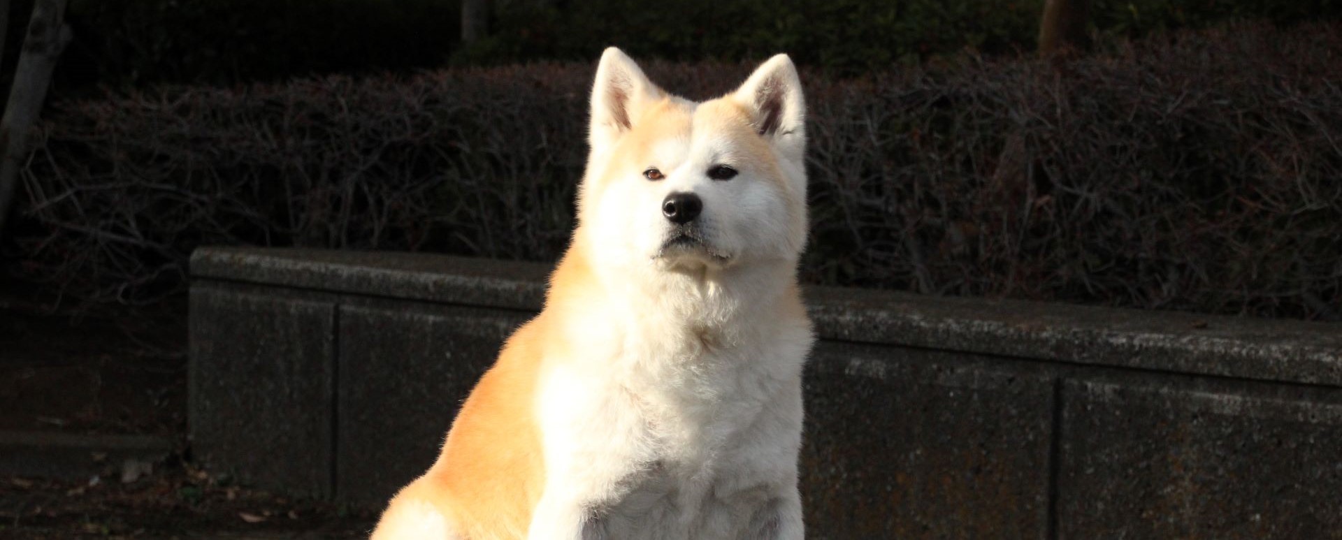 有限会社MOMO動物病院