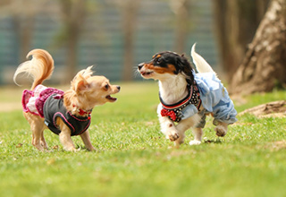 犬