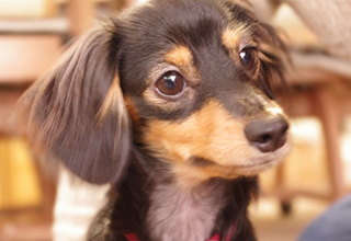 犬