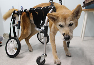犬